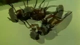 Fly Mating Dance