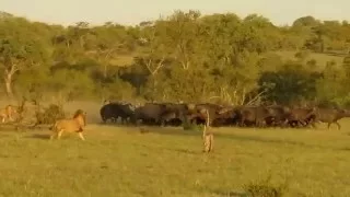 Four lions kill three buffalo!!!! Djuma - Sabi Sands