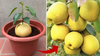 Great ! I found out how to propagate plants at home in an unbelievable way | Relax Garden
