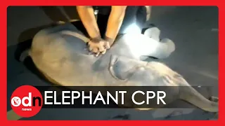 It's a Miracle! Baby Elephant Receives CPR from Paramedics and Makes Full Recovery