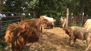 9-8-2023-fed cattle corn in corral + WEST GATE removed from tree + post hole started--41 minutes