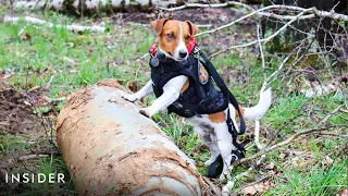 Patron, The Heroic Dog Sniffing For Bombs In Ukraine