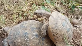 Turtle moaning!