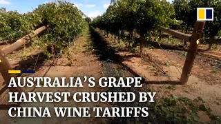Australian winemakers squeezed by Chinese tariffs leave tonnes of grapes to rot