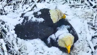 Bald Eagle Parents Co Incubate Eggs at DC Eagle Cam