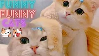 2 HOUR BEST FUNNY CATS COMPILATION 2023 😂| The Best Funny And Cute Cat Videos 21 !😸 😸