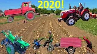 Урожай картофеля -2020!!!