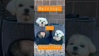 Subscribe for the cutest dog videos ever 🥰🐶 #dog #cute #funny #shorts #viral