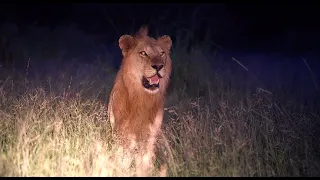 Lions' Close Encounter with Competing Pride (Mbiris & Nharus)