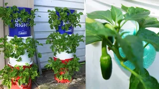 TOMATOES and PEPPERS in the Off Grid Tower Garden, Cheap & Easy Hydroponics