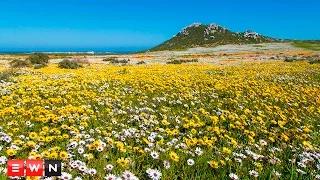 Wild flowers bloom in Postberg