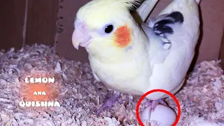 The Egg is not a Soccer Ball, Male Cockatiel!