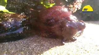 Giant Sea Slug