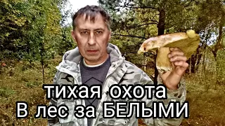 Тихая ОХОТА / В лес за БЕЛЫМИ / Пермский край