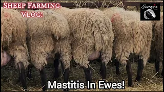 Spotting Mastitis In Your Ewe Flock: Tips For Prevention And Identification #sheephealth #mastitis