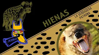 Hienas Moteadas: La verdadera reina del sur | Ep 65 | CULTURA COLMILLUDA