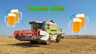 Claas Dominator 108 maxi w ostatniej pszenicy