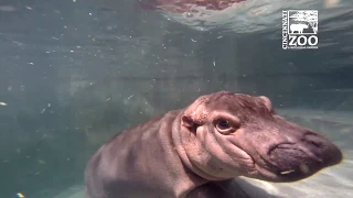 Baby Hippo Fiona with Scuba Diver - Cincinnati Zoo