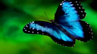 Бабочка  Музыка Сергея Чекалина. Butterfly. Music of Sergei Chekalin.