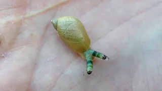 Leucochloridium paradoxum in an amber snail