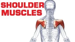 Rotator Cuff - Shoulder Muscles Anatomy