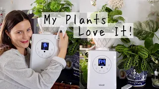 BEST Humidifier for Houseplants! | Levoit Humidifier Review!