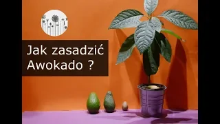 Jak wyhodować i zasadzić awokado z pestki?