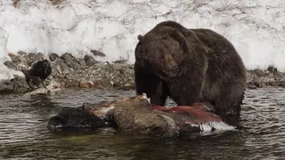 Grizzly bears and bald eagles on a bison carcass