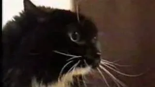 very angry talking cat.