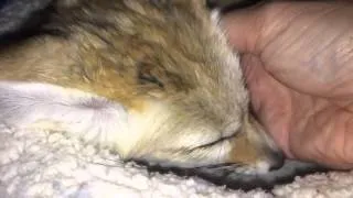 Fennec Fox whines adorably after owner interrupts nap