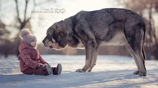 Spanish Mastiff 101 - Spanish  Herd Protector Dog