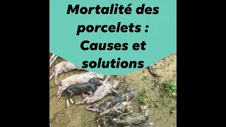 [ Porciculture : Mortalité néonatale des porcelets] causes et solutions