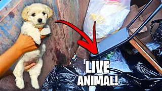 RESCUED ! DOG FOUND In PET STORE DUMPSTER ! WHAT HAPPENED ?! DUMPSTER DIVING AT THE PET STORE!!