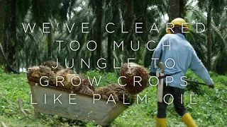 Demand Sustainable Palm Oil