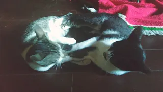 Cute Cats Fighting under the Christmas Tree