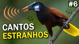 CANTOS de AVES MAIS ESTRANHOS do MUNDO #6 | Pássaros com sons bizarros e engraçados