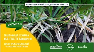 Пшениця озима на Полтавщині. Випуск 4