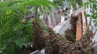 WATCH: Bees swarm tree in downtown Chicago