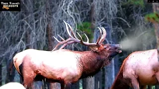 Monster Elk During the Rut