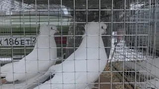 The bird market in Pyatigorsk, part 3.