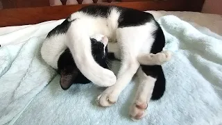 Cat Yoga Sleep - Weird Cat Poses