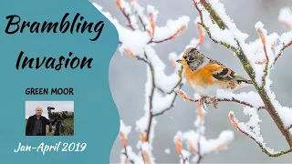 Brambling Invasion