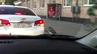 Птичка катается на автомобиле