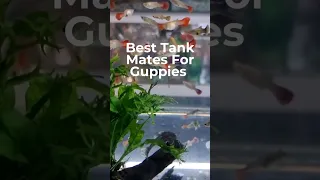 5 GREAT GUPPY TANK MATES (Number 4 is my fave)