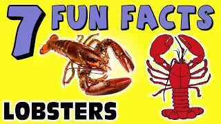 7 FUN FACTS ABOUT LOBSTERS! LOBSTER FACTS FOR KIDS! Ocean! Sea Life! Learning Colors Fun Sock Puppet