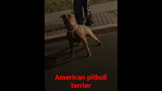 Real pitbull #apbt #apbtlife #rednose #pitbull