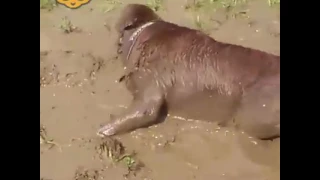 Собаки,купание в грязи