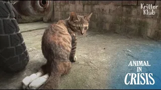 Cat With Disabled Legs Needs A Friend Who Can Look After HerㅣAnimal in Crisis EP133