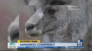 Mystery Wire: Kangaroo Conspiracy