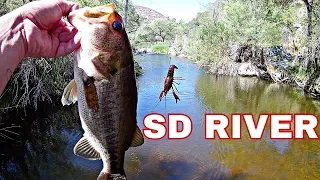 Catching bass and carp at the San Diego river (creek fishing)